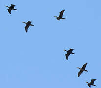 Indian Cormorant