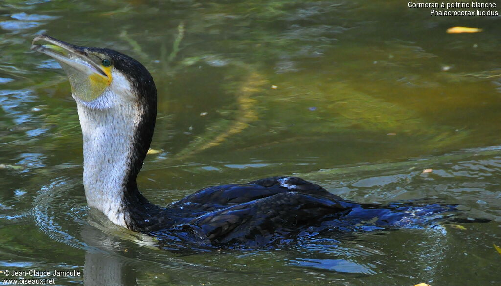 Cormoran à poitrine blanche, Comportement