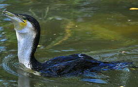 White-breasted Cormorant