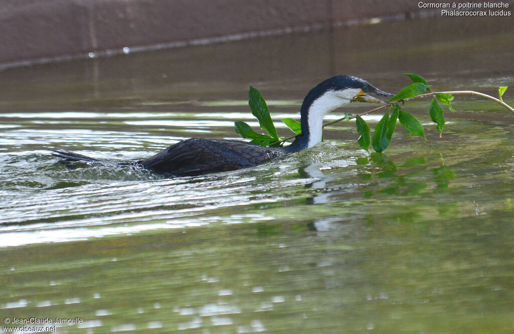 White-breasted Cormorant, Behaviour