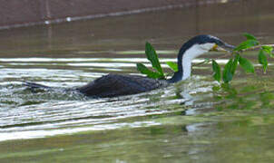 White-breasted Cormorant