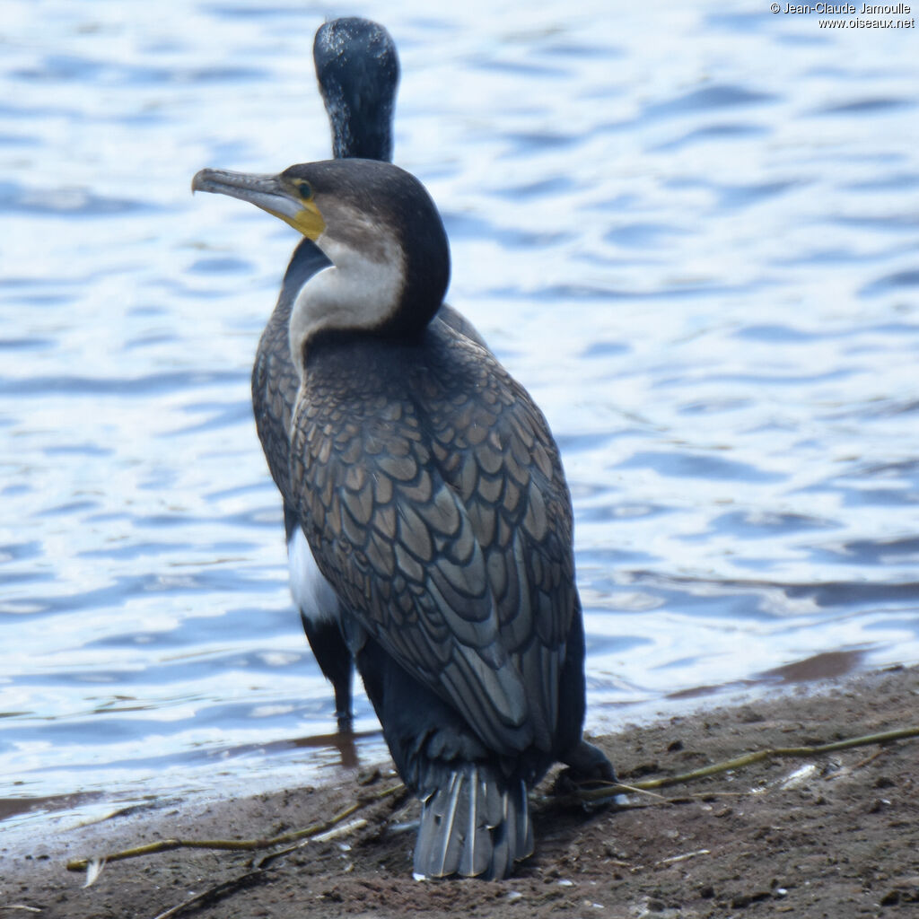 Cormoran à poitrine blancheadulte nuptial