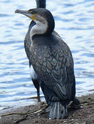 White-breasted Cormorant