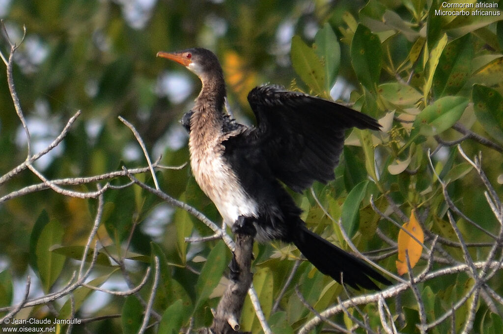 Reed Cormorant, Behaviour