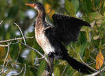 Cormoran africain