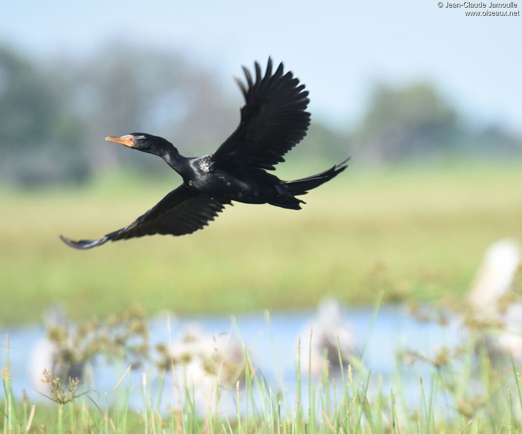 Cormoran africain