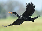 Cormoran africain