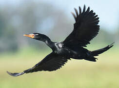 Reed Cormorant