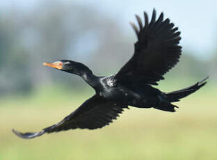 Cormoran africain