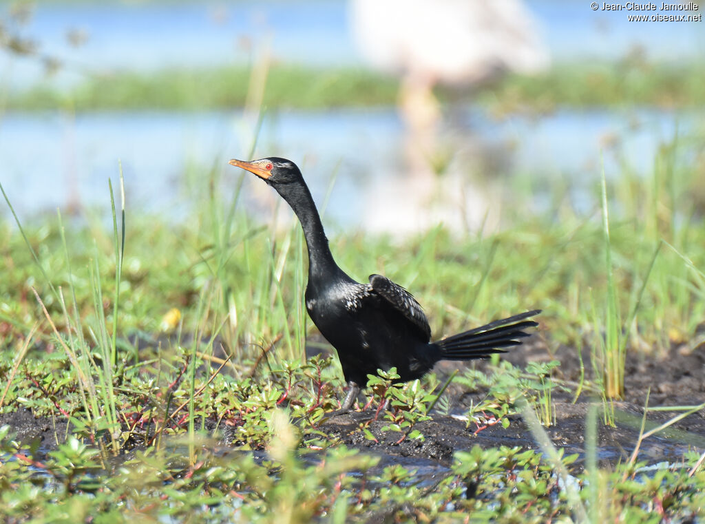 Reed Cormorant