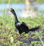 Reed Cormorant