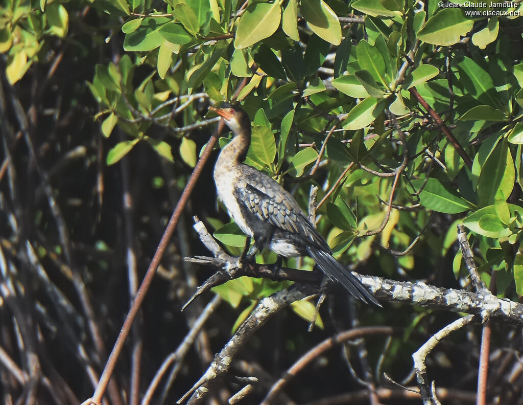 Reed Cormorant