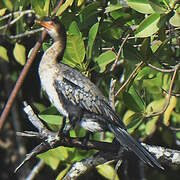 Reed Cormorant