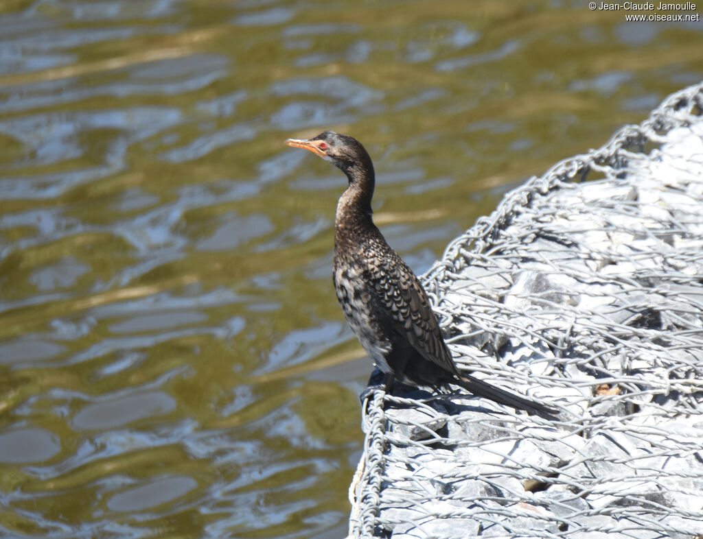 Cormoran africainimmature