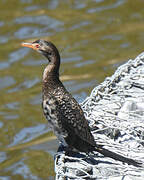 Cormoran africain