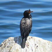 Crowned Cormorant