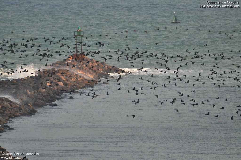 Cormoran de Socotra, Vol, Comportement