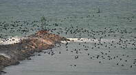 Cormoran de Socotra