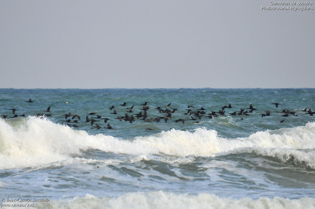 Socotra Cormorant, Flight, Behaviour