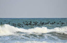 Socotra Cormorant