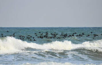 Cormoran de Socotra