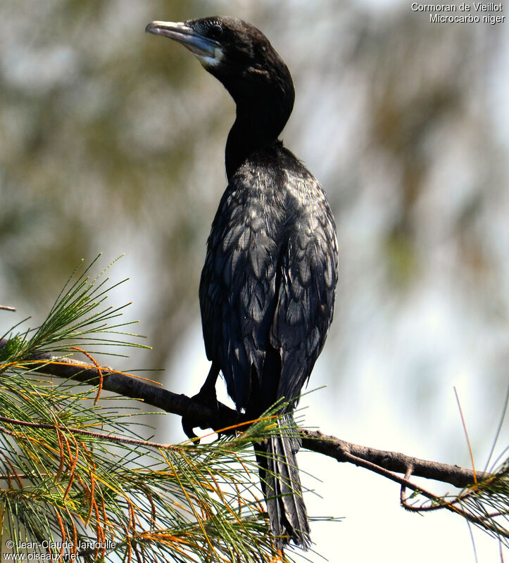 Little Cormorant, identification, Behaviour