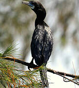 Little Cormorant