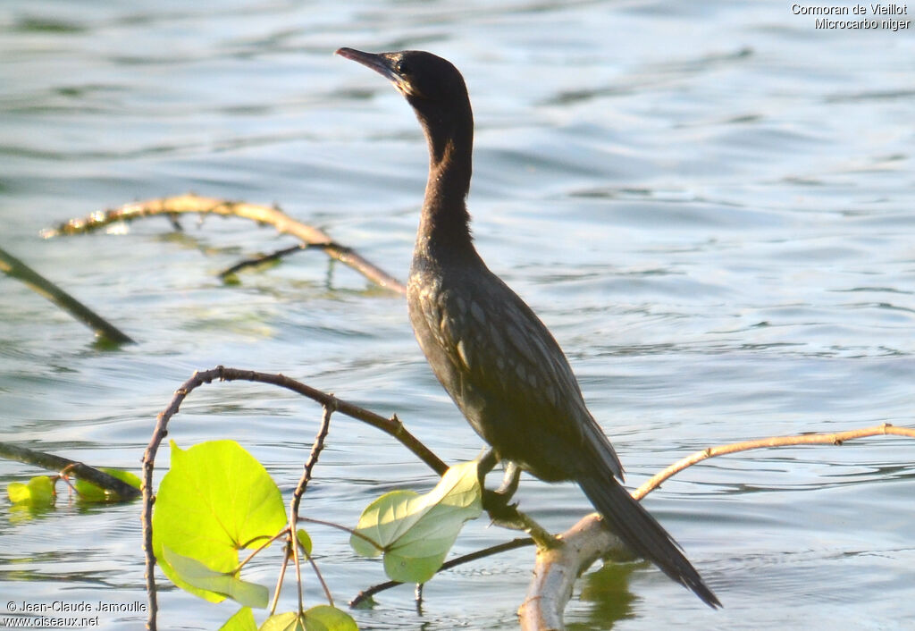 Little Cormorant, Behaviour