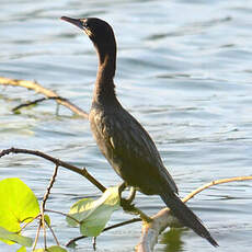 Cormoran de Vieillot