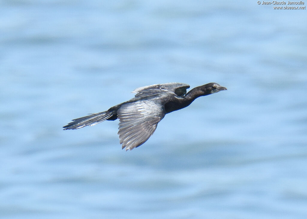 Cormoran de Vieillot