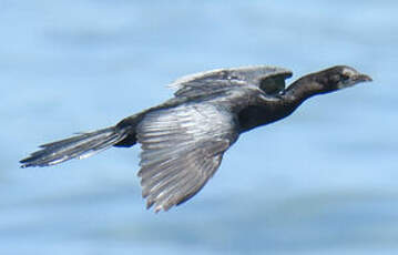 Cormoran de Vieillot