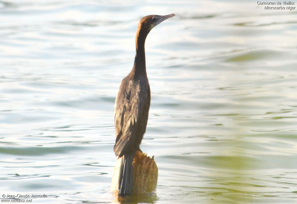 Cormoran de Vieillotjuvénile