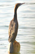 Cormoran de Vieillot