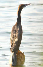 Cormoran de Vieillot