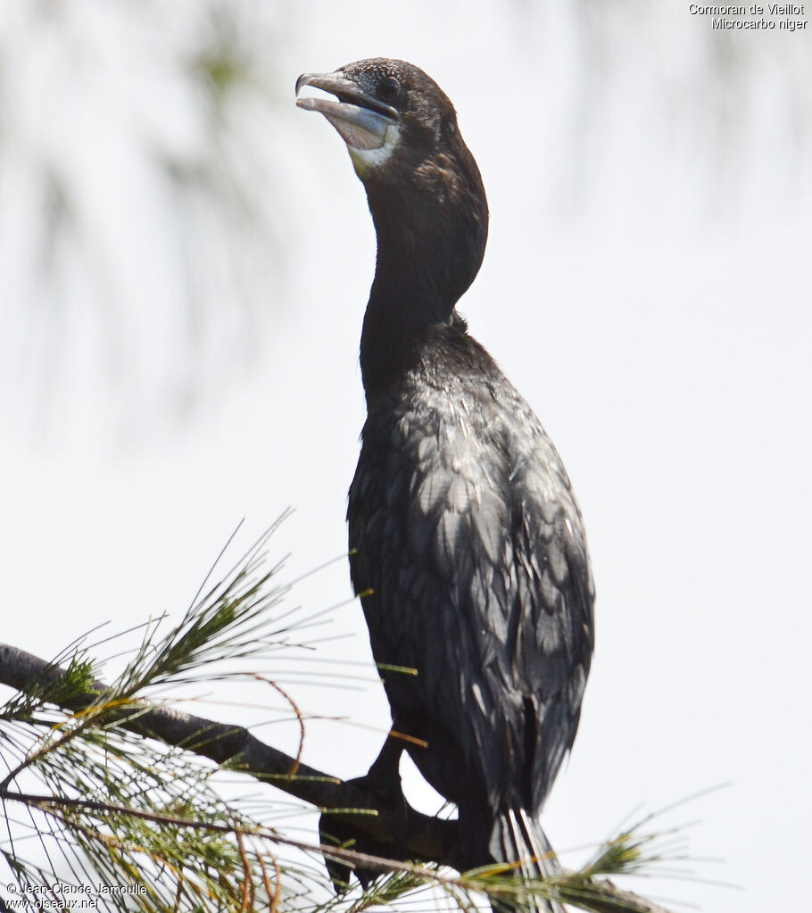 Little Cormorant, Behaviour