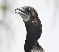 Little Cormorant