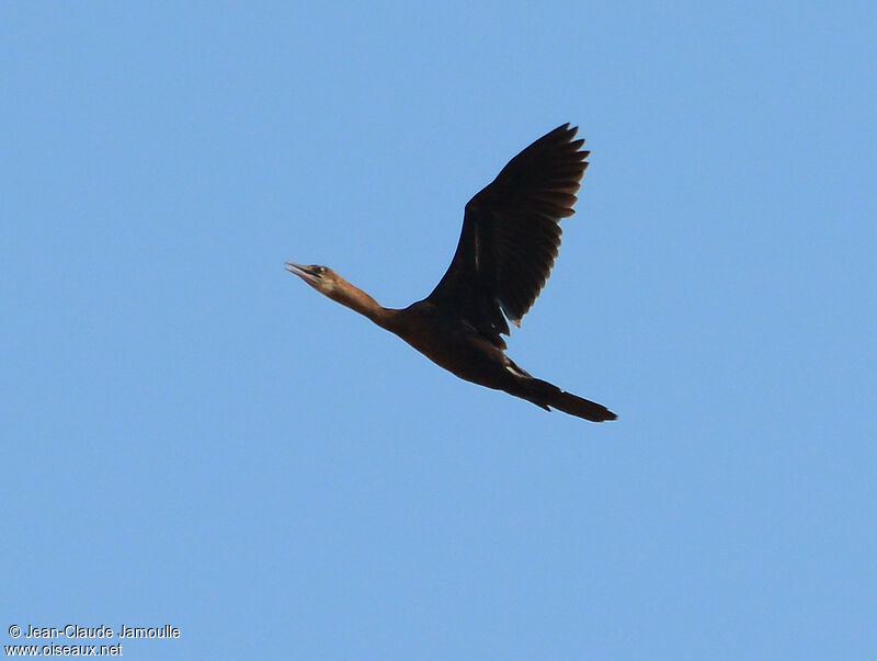 Little Cormorant, Flight