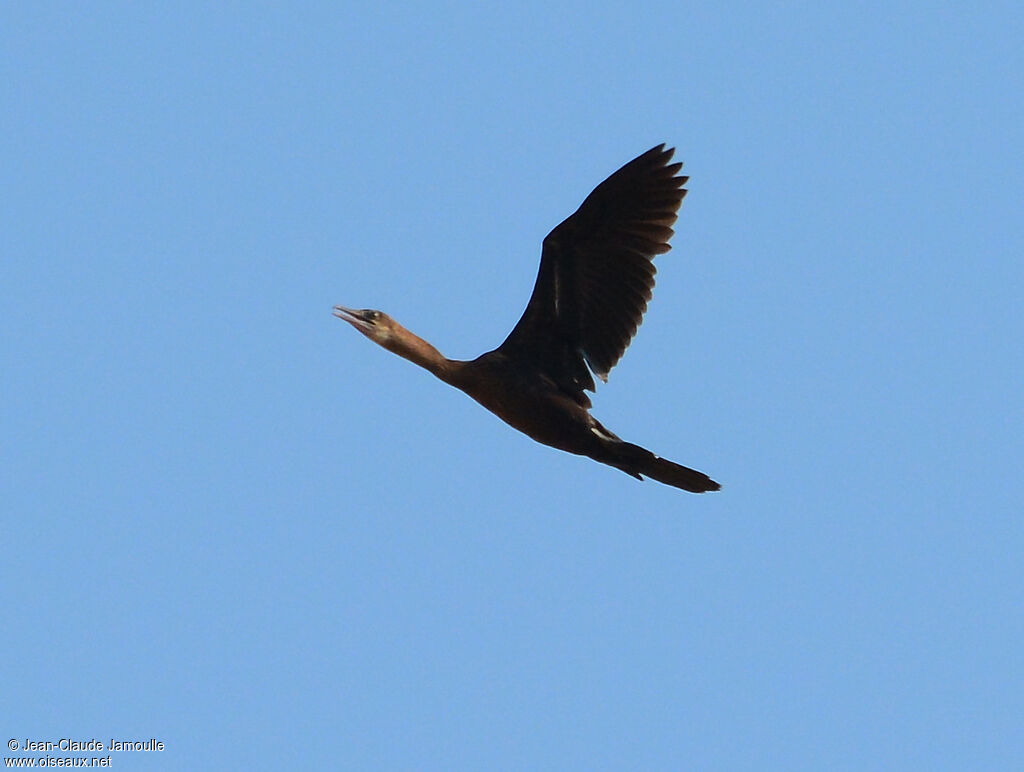 Cormoran de Vieillot, Vol