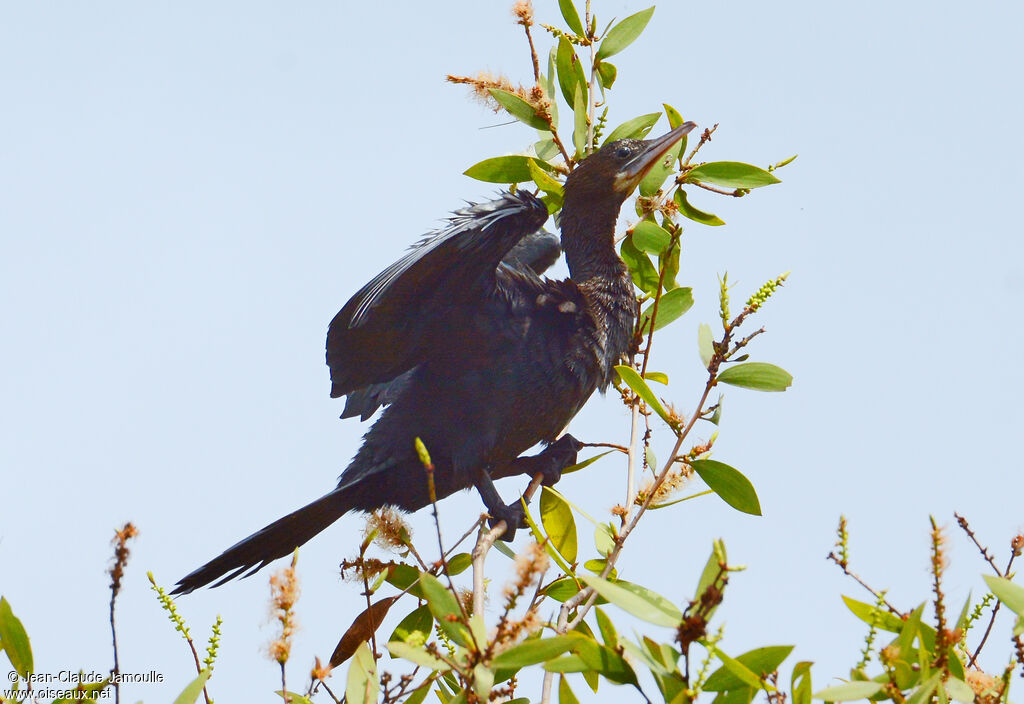 Little Cormorant