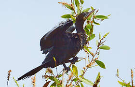 Little Cormorant