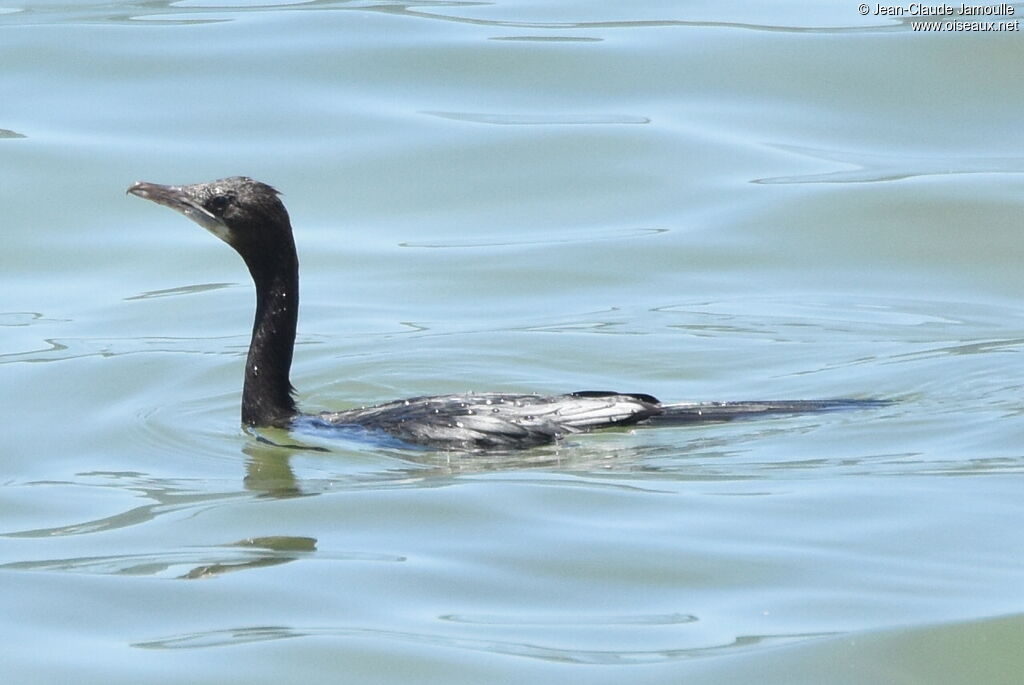 Little Cormorant