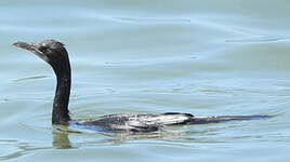 Cormoran de Vieillot