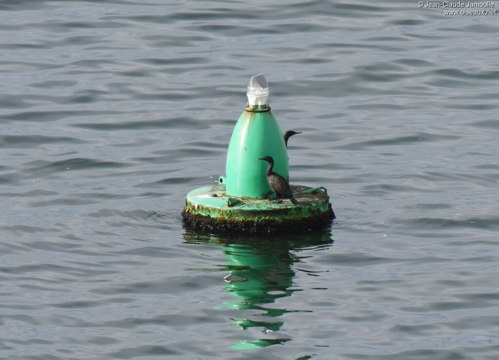 Cormoran des bancs