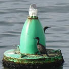 Cormoran des bancs