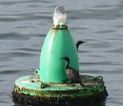 Cormoran des bancs