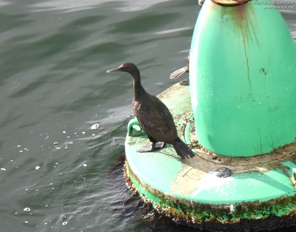 Cormoran des bancs