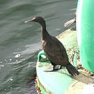 Cormoran des bancs