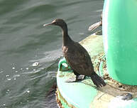 Cormoran des bancs