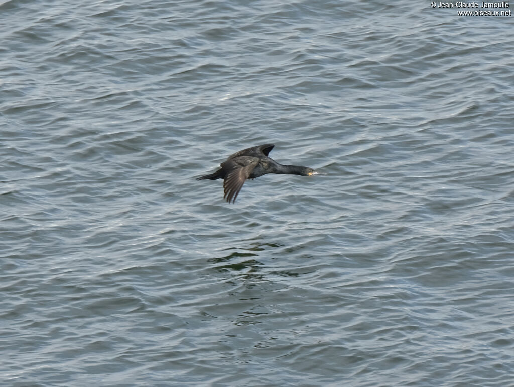 Cormoran du Capadulte, Vol