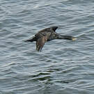 Cormoran du Cap